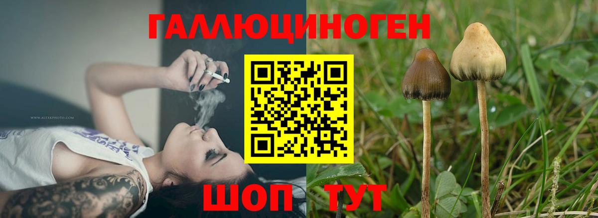 Псилоцибиновые грибы Psilocybe Мелеуз